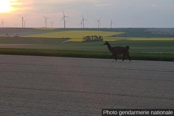 Lama errant à Cheppes la Prairie