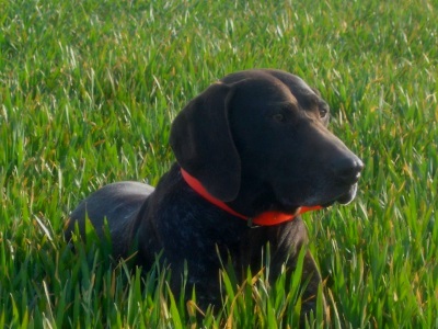 Le plus beau chien de Cheppes, hi hi hi...